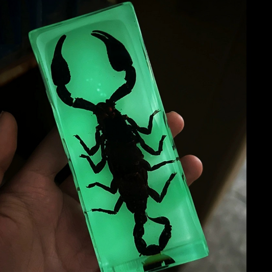 Real Scorpion Specimen  embedded in Epoxy Resin Block