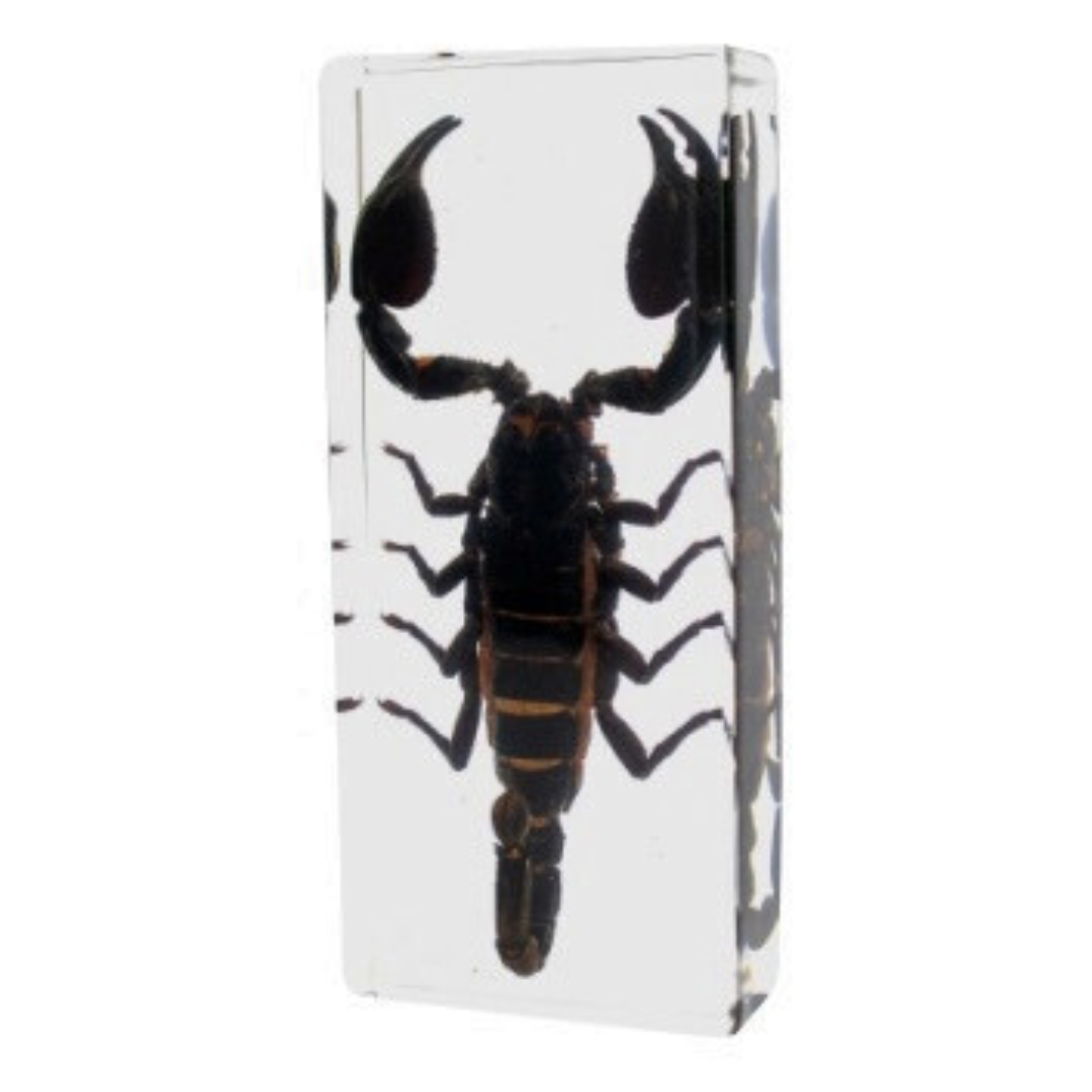 Real Scorpion Specimen  embedded in Epoxy Resin Block
