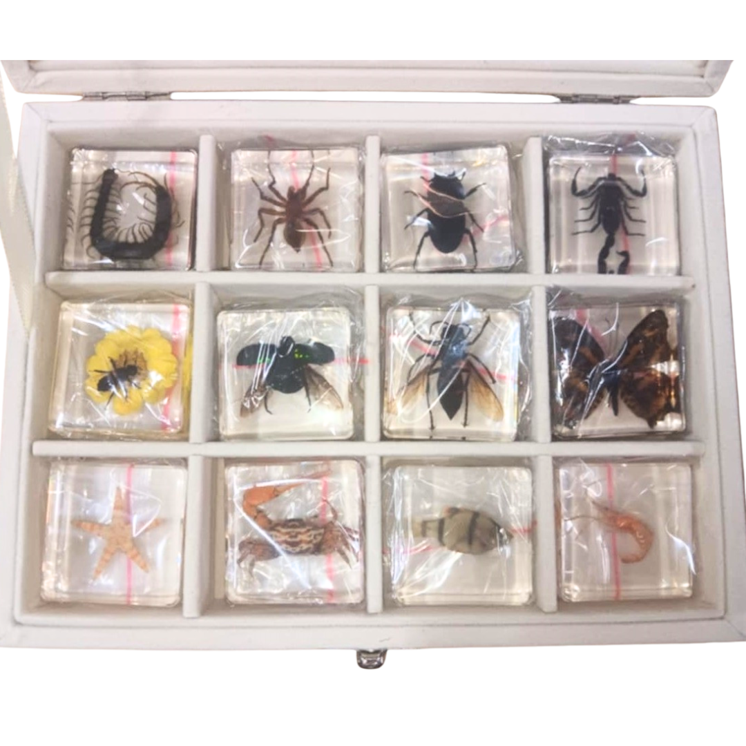 60 Real Animal Specimens in Resins Bundle with 5 display Boxes 60 Unique insect and animals.