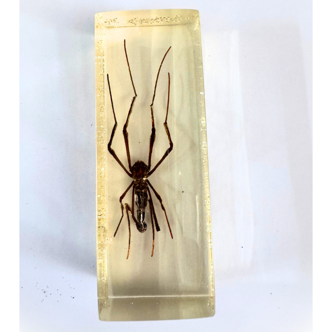 Jumbo Insect Specimen Resin (factory second ) Bug Scorpion Spider Cicada Stag Beetle Giant Water Bug