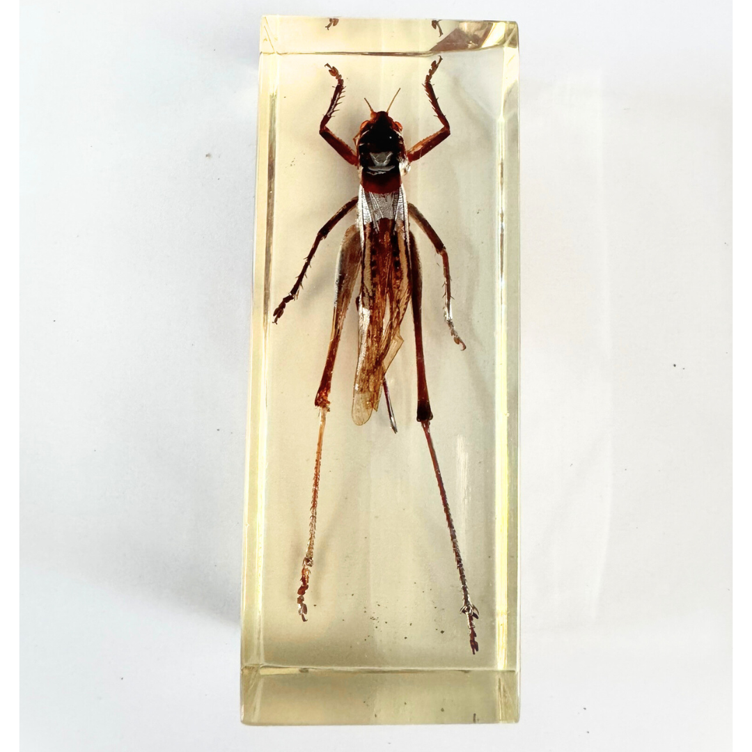 Jumbo Insect Specimen Resin (factory second ) Bug Scorpion Spider Cicada Stag Beetle Giant Water Bug