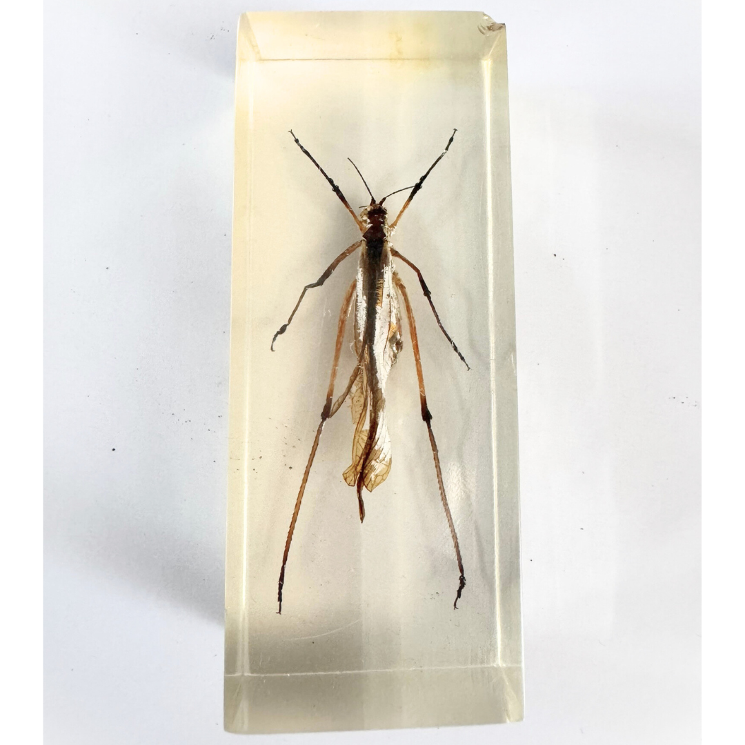 Jumbo Insect Specimen Resin (factory second ) Bug Scorpion Spider Cicada Stag Beetle Giant Water Bug