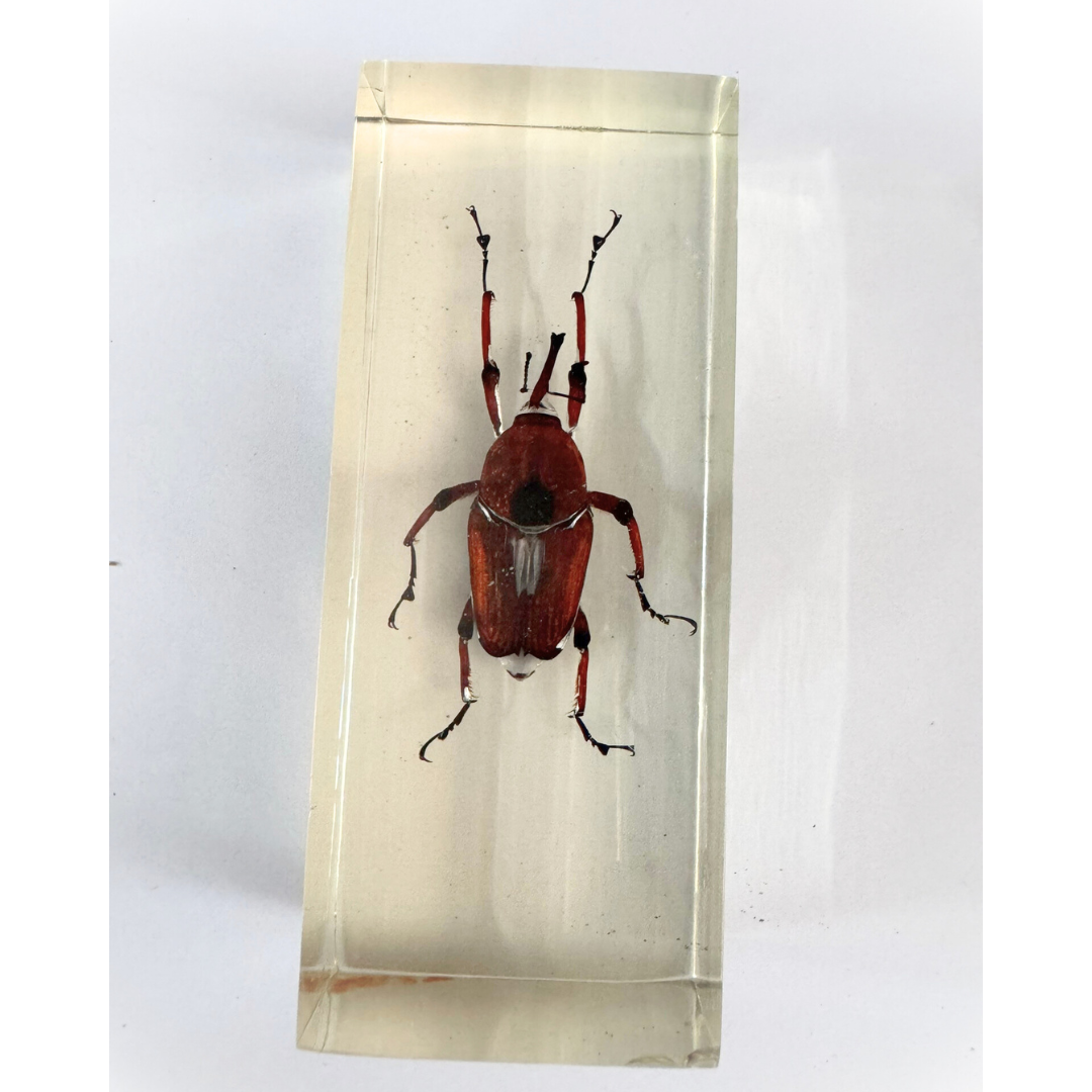 Jumbo Insect Specimen Resin (factory second ) Bug Scorpion Spider Cicada Stag Beetle Giant Water Bug