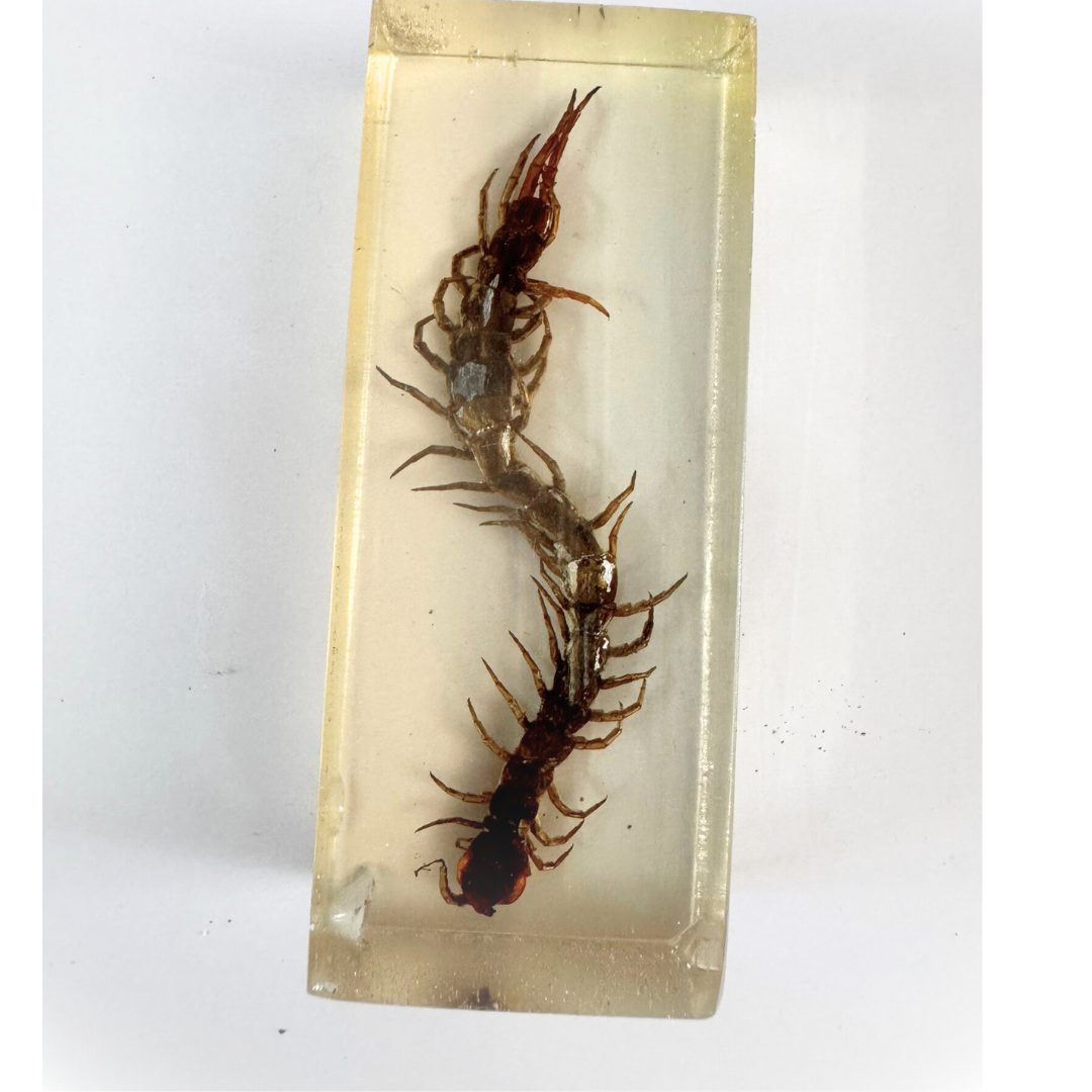 Jumbo Insect Specimen Resin (factory second ) Bug Scorpion Spider Cicada Stag Beetle Giant Water Bug