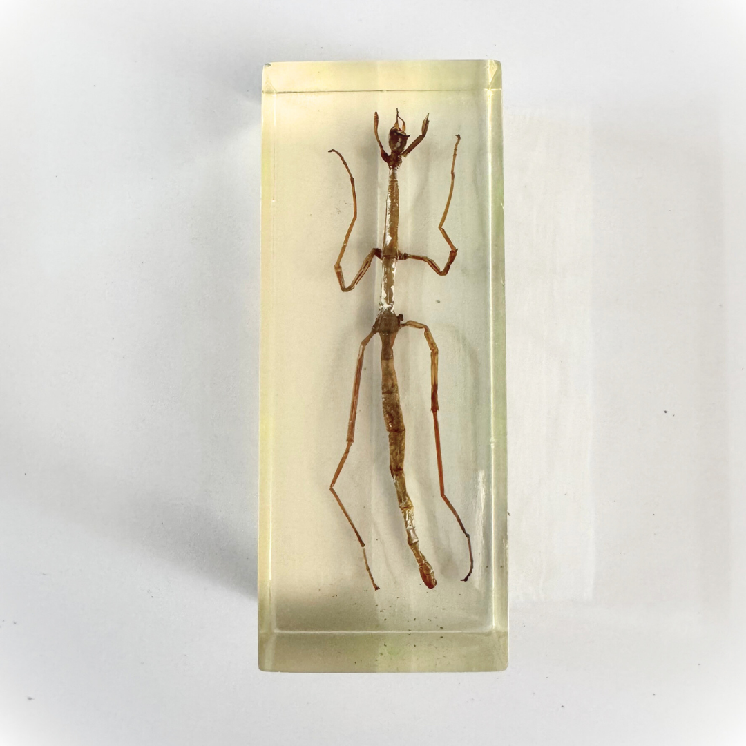 Jumbo Insect Specimen Resin (factory second ) Bug Scorpion Spider Cicada Stag Beetle Giant Water Bug