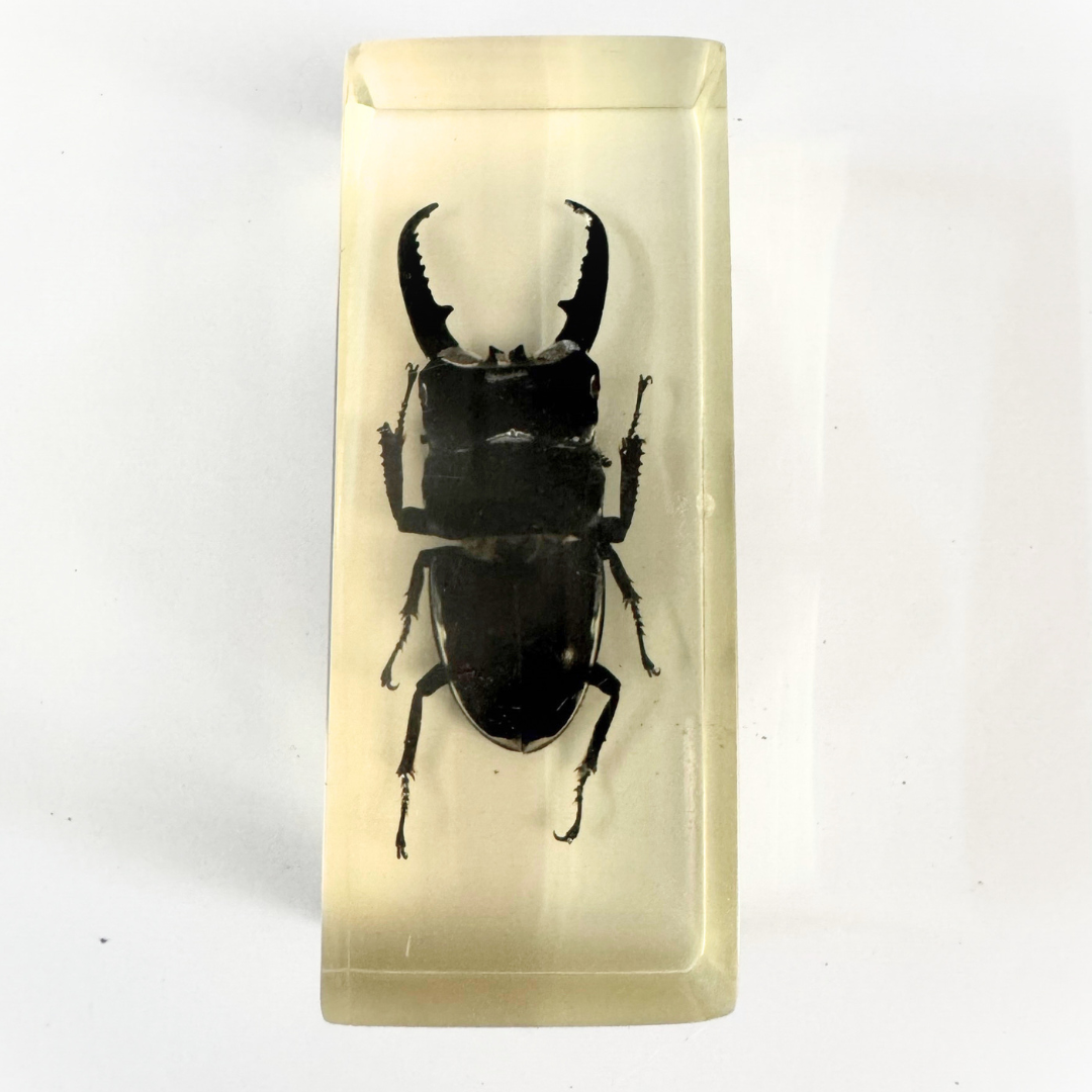 Jumbo Insect Specimen Resin (factory second ) Bug Scorpion Spider Cicada Stag Beetle Giant Water Bug