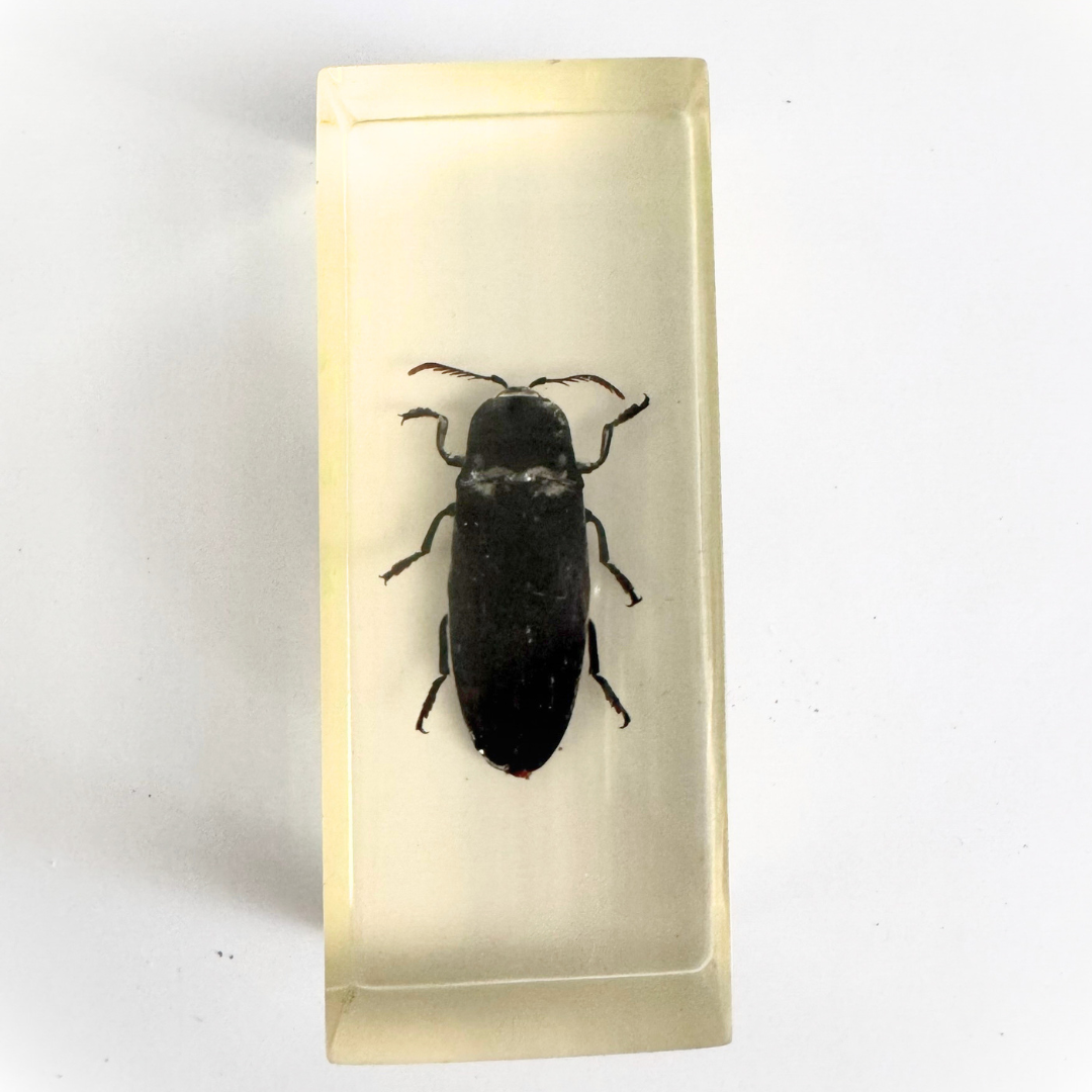 Jumbo Insect Specimen Resin (factory second ) Bug Scorpion Spider Cicada Stag Beetle Giant Water Bug