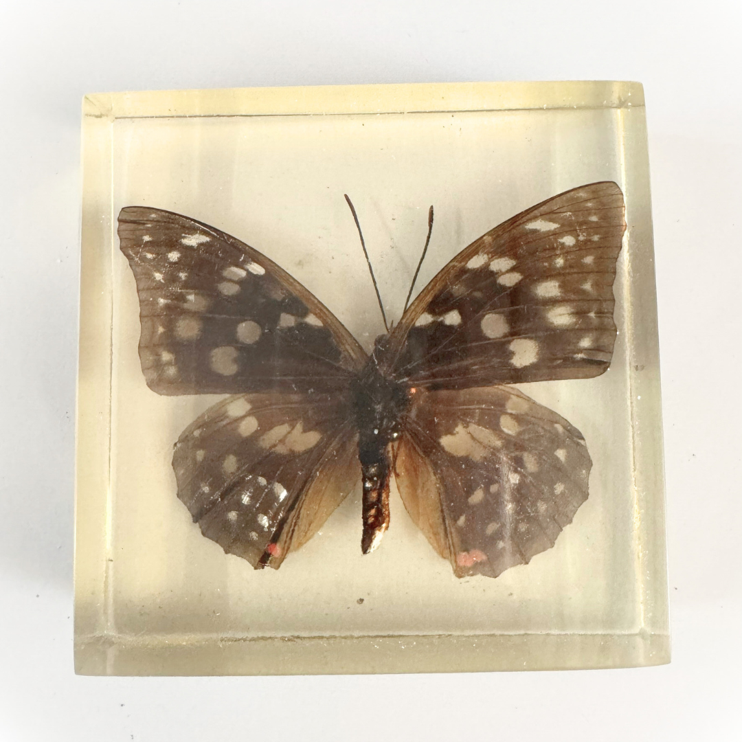 Jumbo Insect Specimen Resin (factory second ) Bug Scorpion Spider Cicada Stag Beetle Giant Water Bug