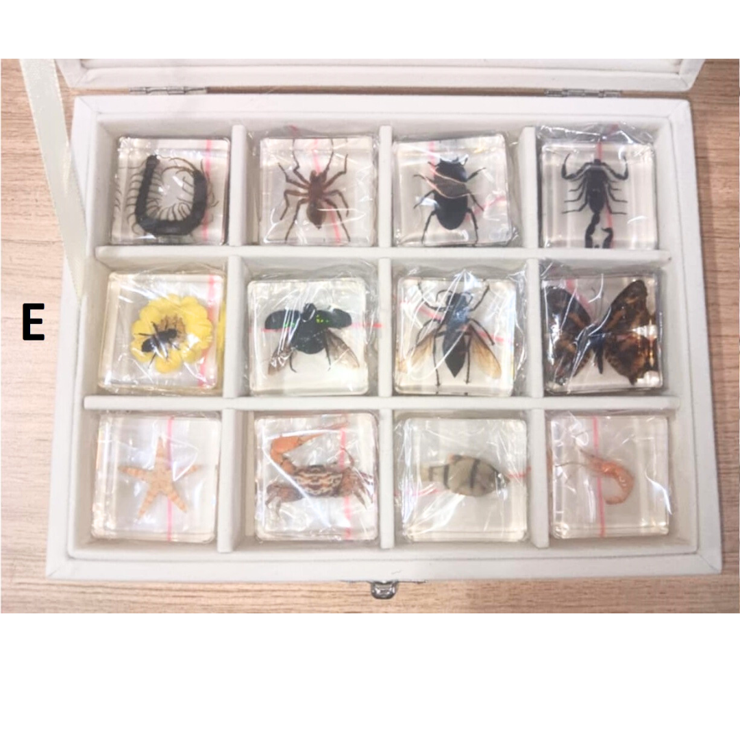 12 Animal Specimen Resin Epoxy Gift Set