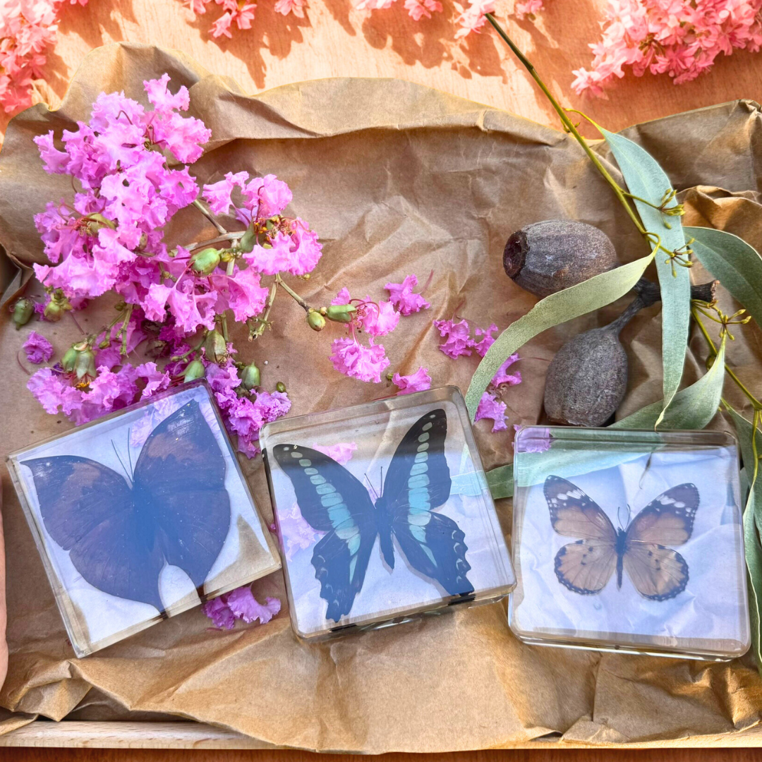 3 Butterflies Resin Bundle Monarch Butterfly Specimen Educational Set - HAPPY GUMNUT