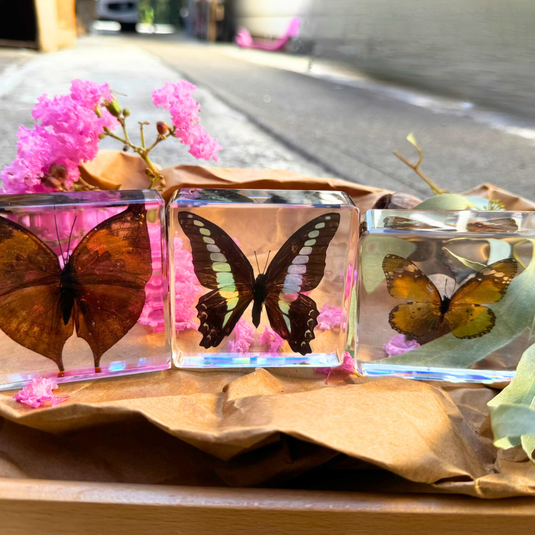 3 Butterflies Resin Bundle Monarch Butterfly Specimen Educational Set - HAPPY GUMNUT