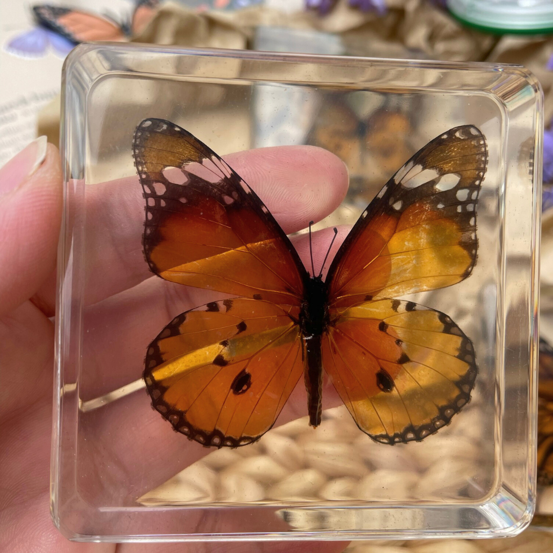 3 Butterflies Resin Bundle Monarch Butterfly Specimen Educational Set - HAPPY GUMNUT