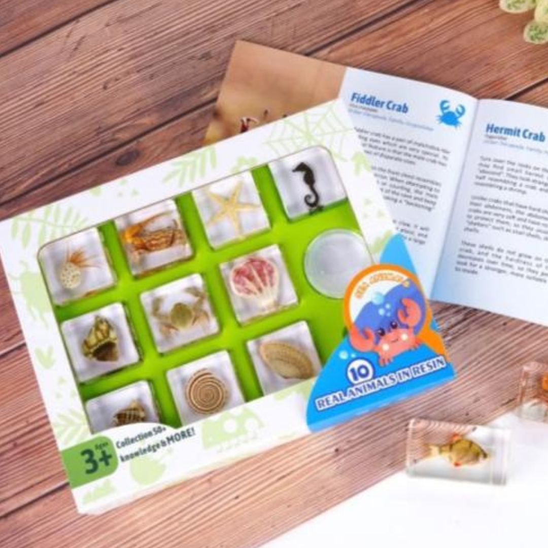 10 Marine Life Sea Animals  Specimens in Resin Epoxy Gift Pack - HAPPY GUMNUT