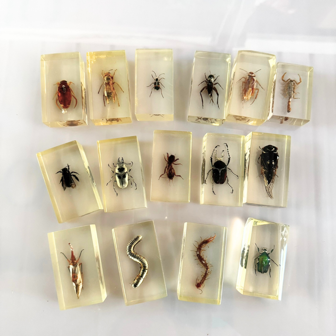 Insect Material Large Insect Specimen Resin (factory second ) Children Learning Bug In ...