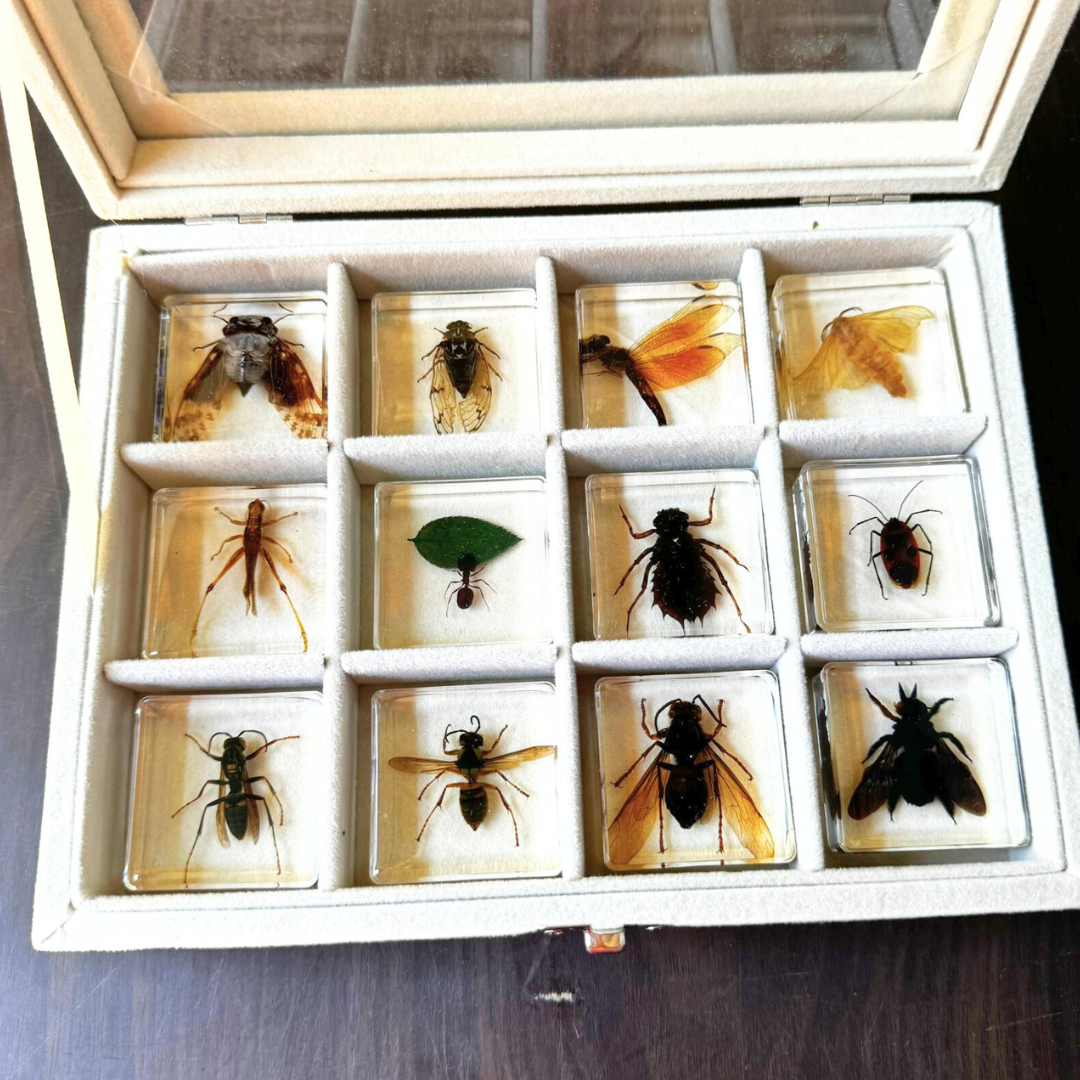 12 Real Bugs Insects Resin Blocks Animal Specimens Epoxy Butterfly Bee Spider Gift Set Collection Customize your 12! - HAPPY GUMNUT