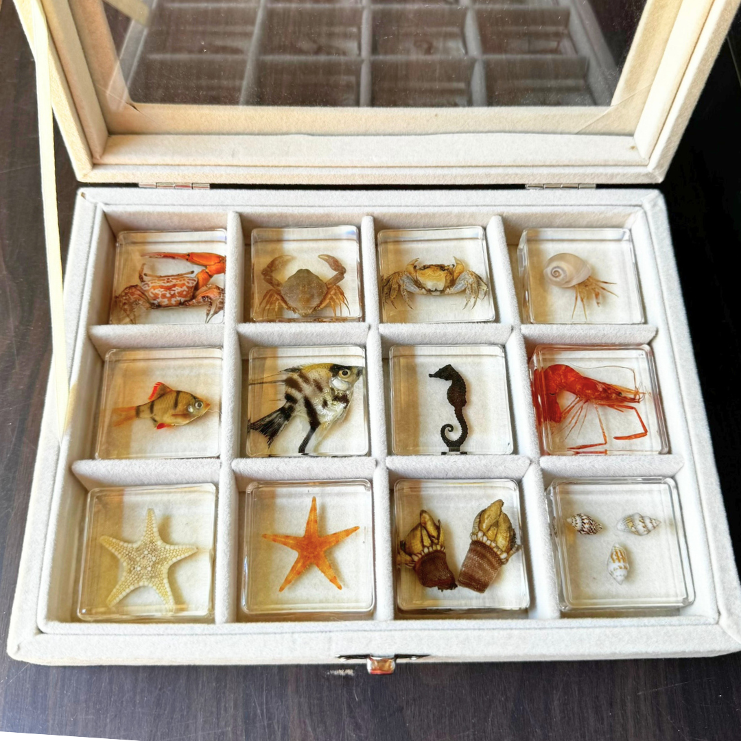 12 Real Bugs Insects Resin Blocks Animal Specimens Epoxy Butterfly Bee Spider Gift Set Collection Customize your 12! - HAPPY GUMNUT