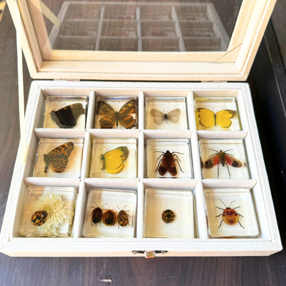 12 Real Bugs Insects Resin Blocks Animal Specimens Epoxy Butterfly Bee Spider Gift Set Collection Customize your 12! - HAPPY GUMNUT
