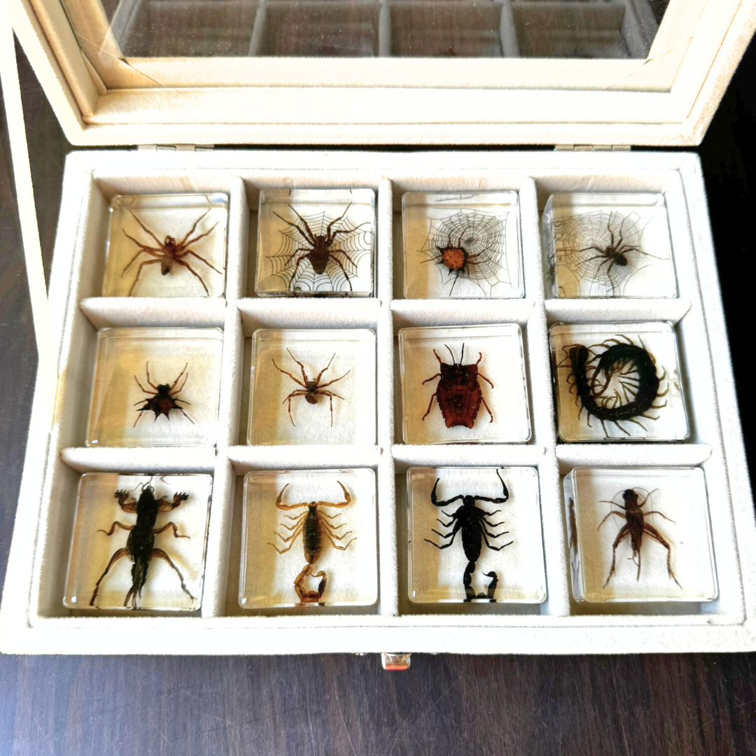 12 Real Bugs Insects Resin Blocks Animal Specimens Epoxy Butterfly Bee Spider Gift Set Collection Customize your 12! - HAPPY GUMNUT