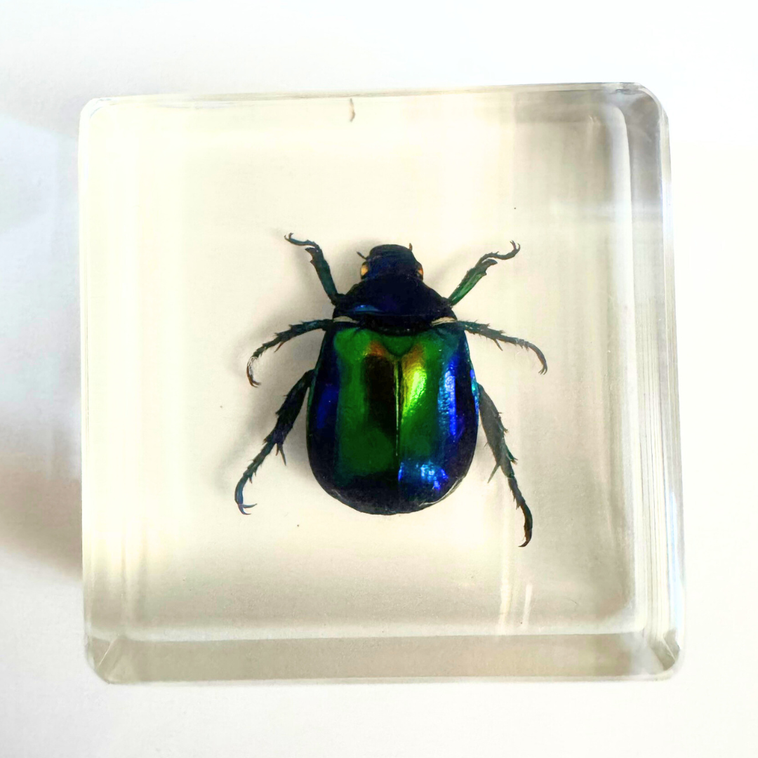 12 Real Bugs Insects Resin Blocks Animal Specimens Epoxy Butterfly Bee Spider Gift Set Collection Customize your 12! - HAPPY GUMNUT