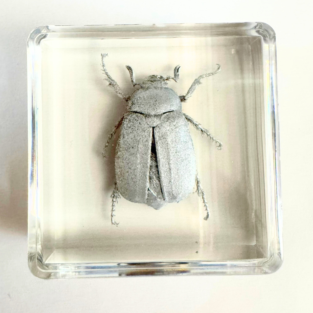 12 Real Bugs Insects Resin Blocks Animal Specimens Epoxy Butterfly Bee Spider Gift Set Collection Customize your 12! - HAPPY GUMNUT