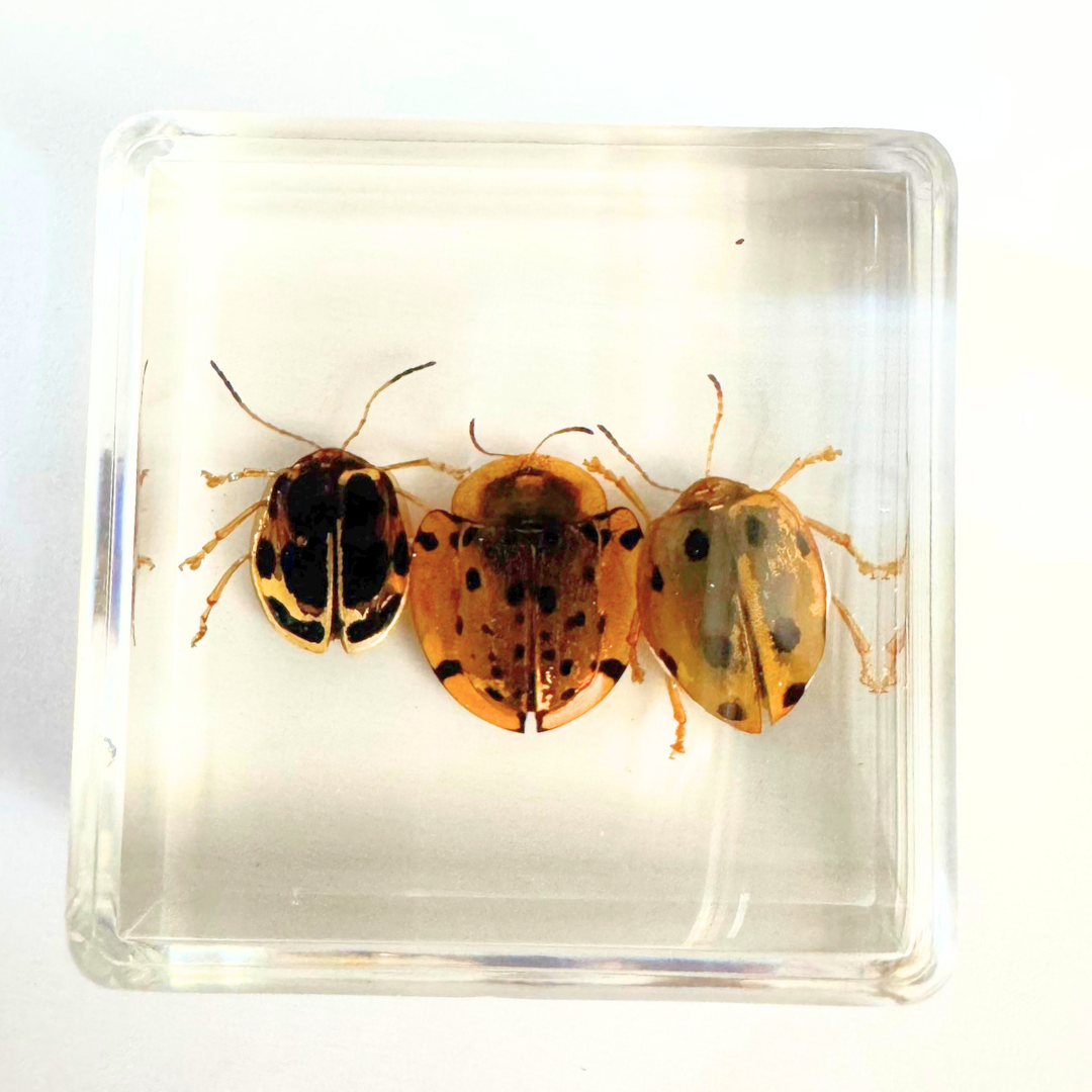 12 Real Bugs Insects Resin Blocks Animal Specimens Epoxy Butterfly Bee Spider Gift Set Collection Customize your 12! - HAPPY GUMNUT