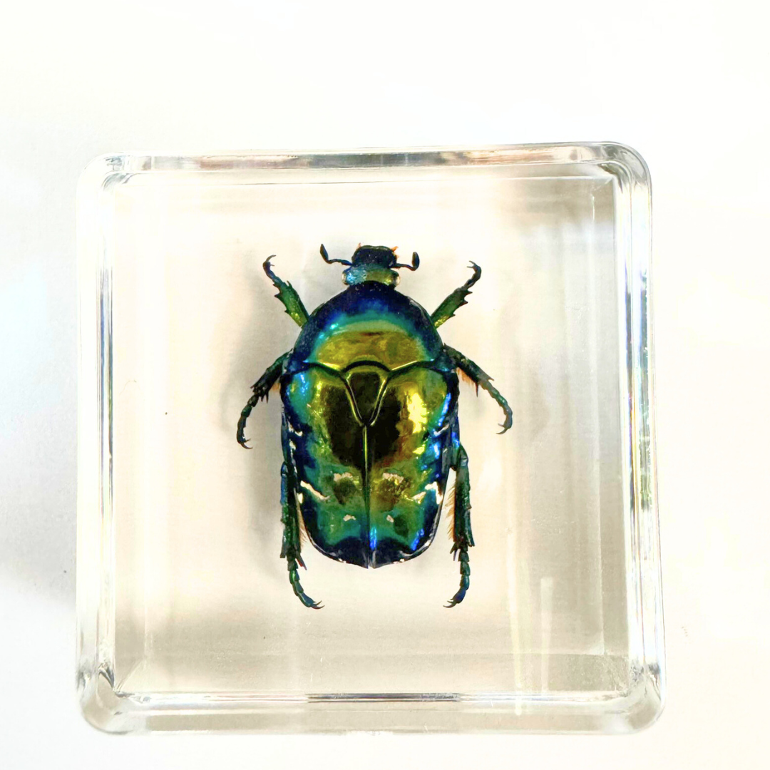 12 Real Bugs Insects Resin Blocks Animal Specimens Epoxy Butterfly Bee Spider Gift Set Collection Customize your 12! - HAPPY GUMNUT