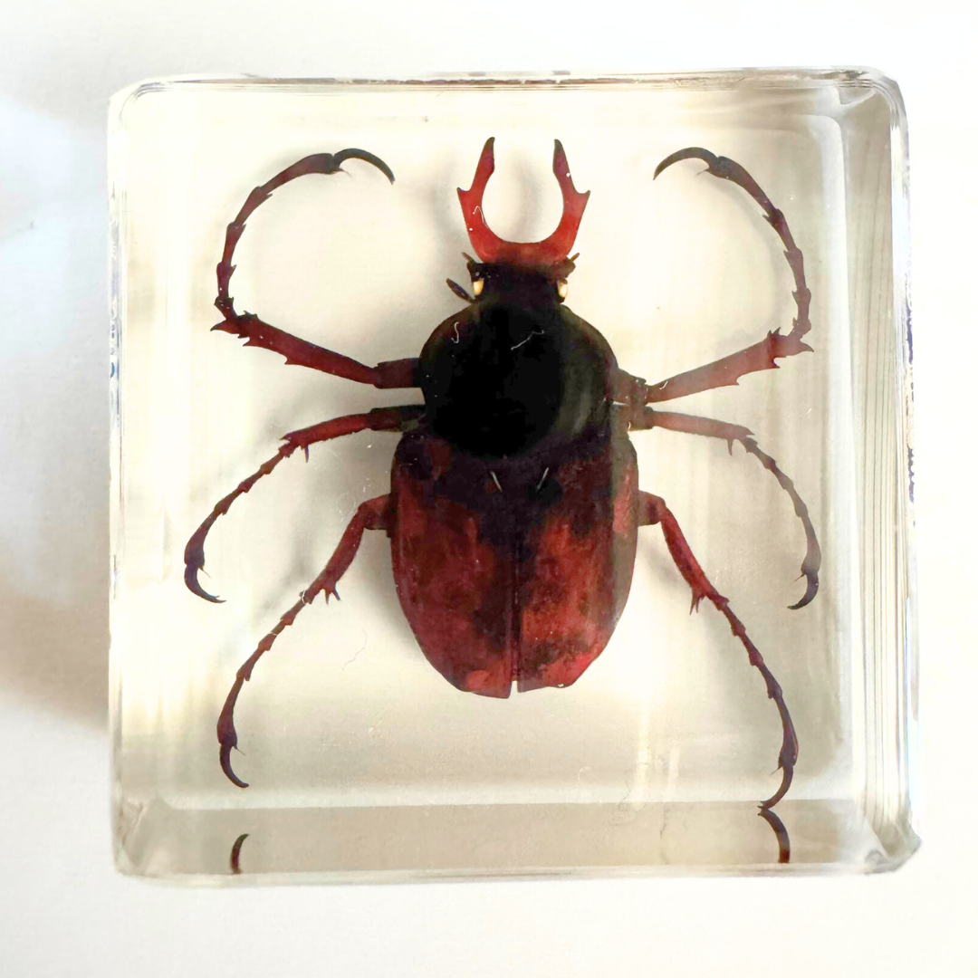 12 Real Bugs Insects Resin Blocks Animal Specimens Epoxy Butterfly Bee Spider Gift Set Collection Customize your 12! - HAPPY GUMNUT