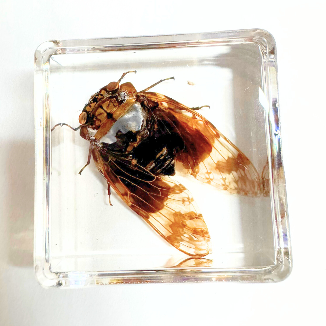 12 Real Bugs Insects Resin Blocks Animal Specimens Epoxy Butterfly Bee Spider Gift Set Collection Customize your 12! - HAPPY GUMNUT