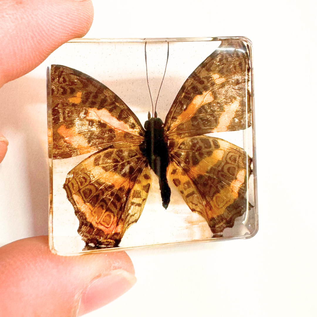 12 Real Bugs Insects Resin Blocks Animal Specimens Epoxy Butterfly Bee Spider Gift Set Collection Customize your 12! - HAPPY GUMNUT