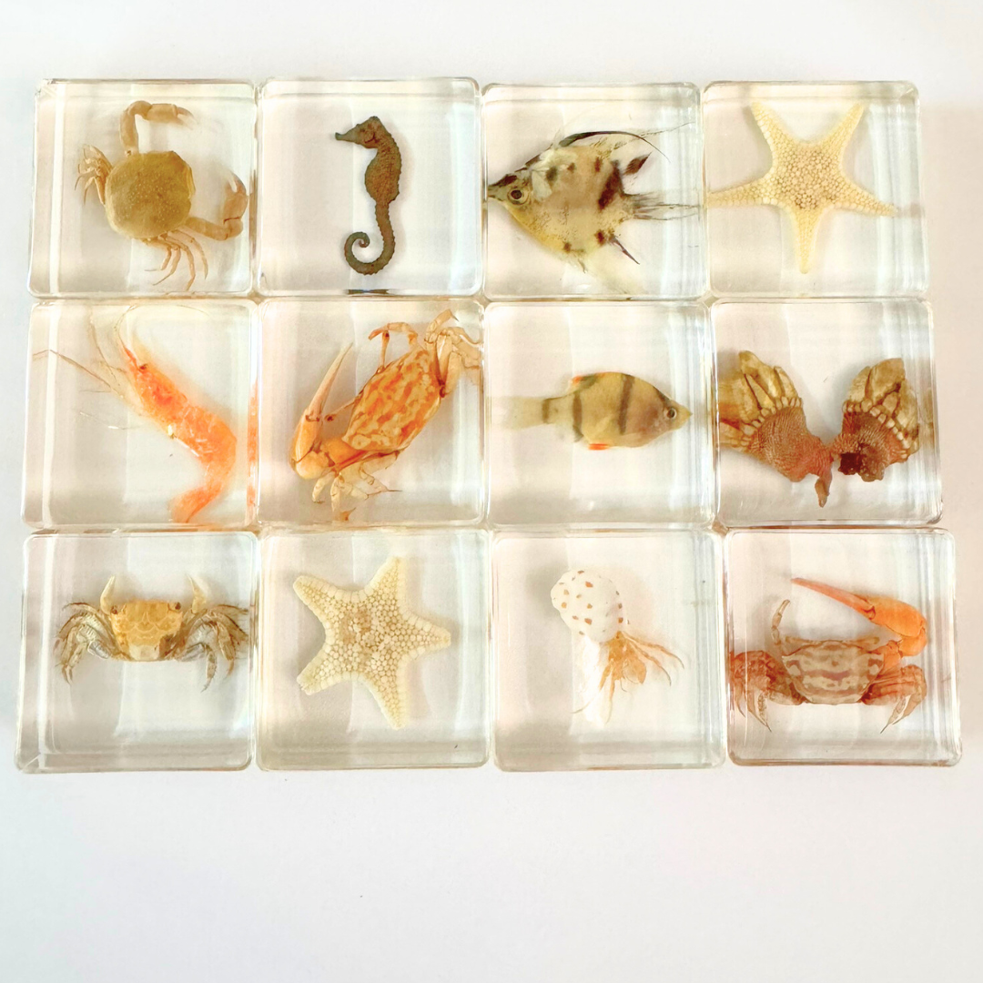 12 Real Bugs Insects Resin Blocks Animal Specimens Epoxy Butterfly Bee Spider Gift Set Collection Customize your 12! - HAPPY GUMNUT