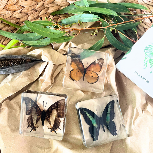 3 Butterflies Resin Bundle Monarch Bluebottle Butterfly Specimen Educational Set B - HAPPY GUMNUT