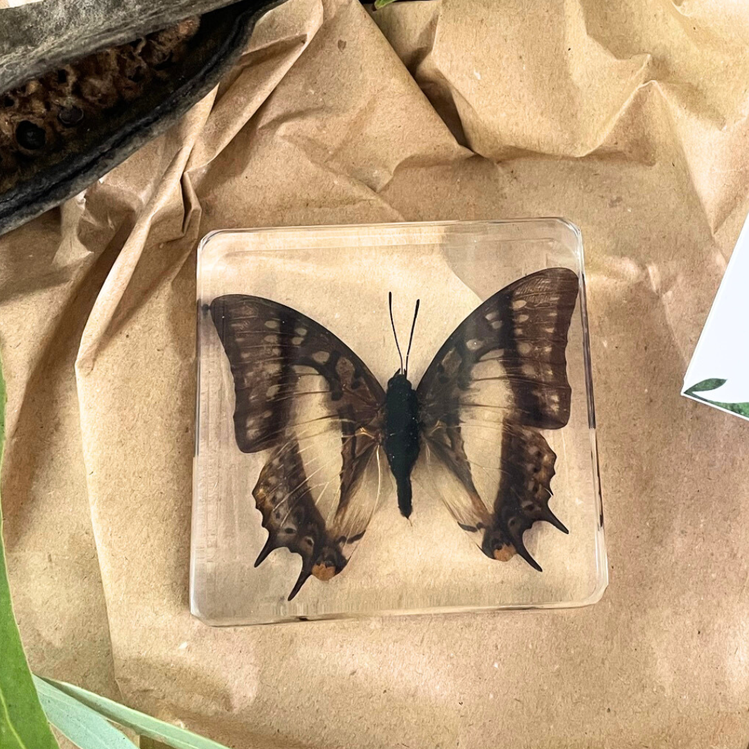 3 Butterflies Resin Bundle Monarch Butterfly Specimen Educational Set