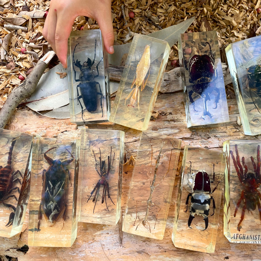 Jumbo Insect Specimen (factory second ) Bug Spider Cicada Stag Beetle Giant Water Bug