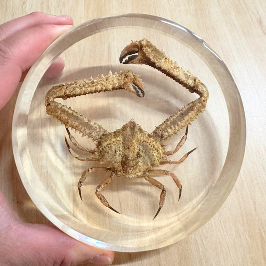 12cm Real Large King Crab Specimen embedded in Epoxy Resin Block