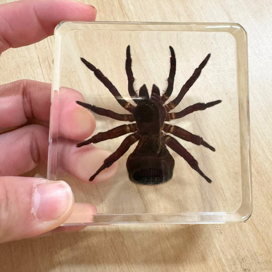 Real Sinder Specimen  embedded in Epoxy Resin Block
