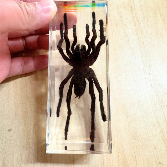 Real Tarantula Spider Specimen  embedded in Epoxy Resin Block