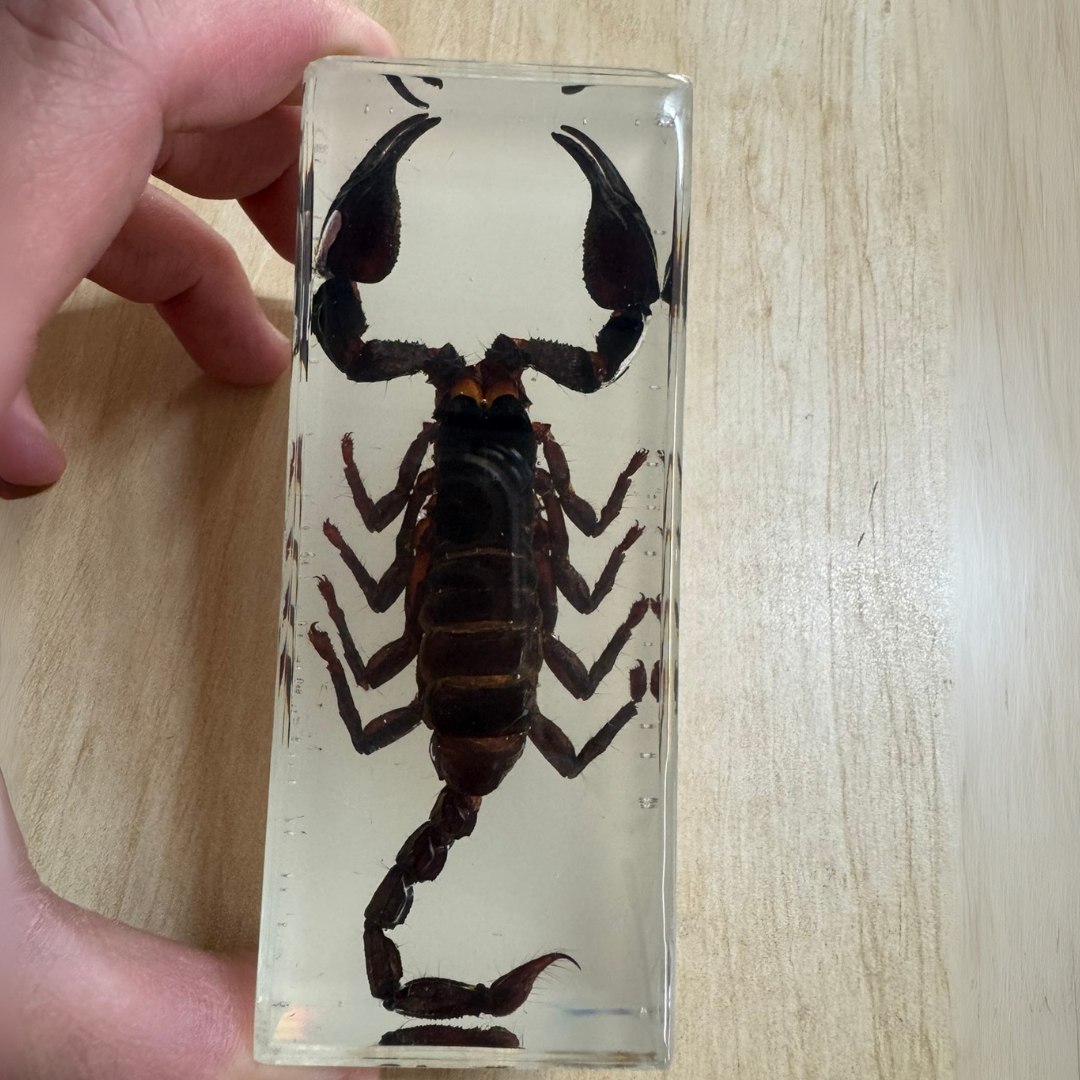 Real Scorpion Specimen  embedded in Epoxy Resin Block