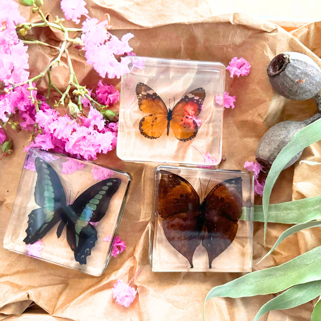 3 Butterflies Resin Bundle Monarch Butterfly Specimen Educational Set - HAPPY GUMNUT