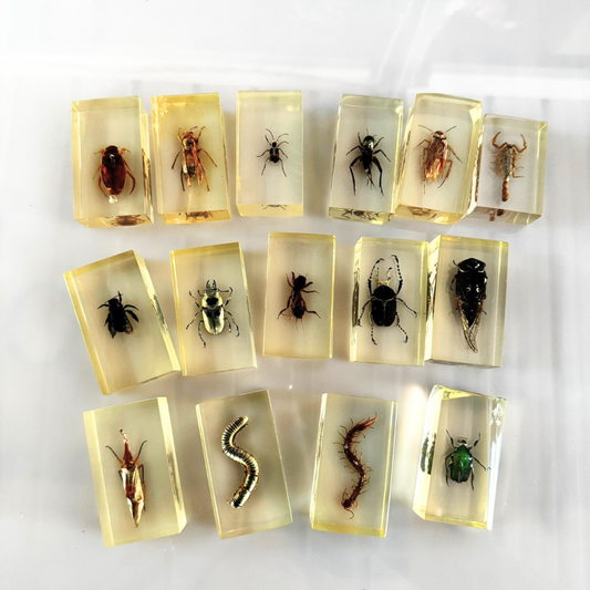 Large Insect Specimen Resin (factory second ) Children Learning Bug Insect Material - HAPPY GUMNUT