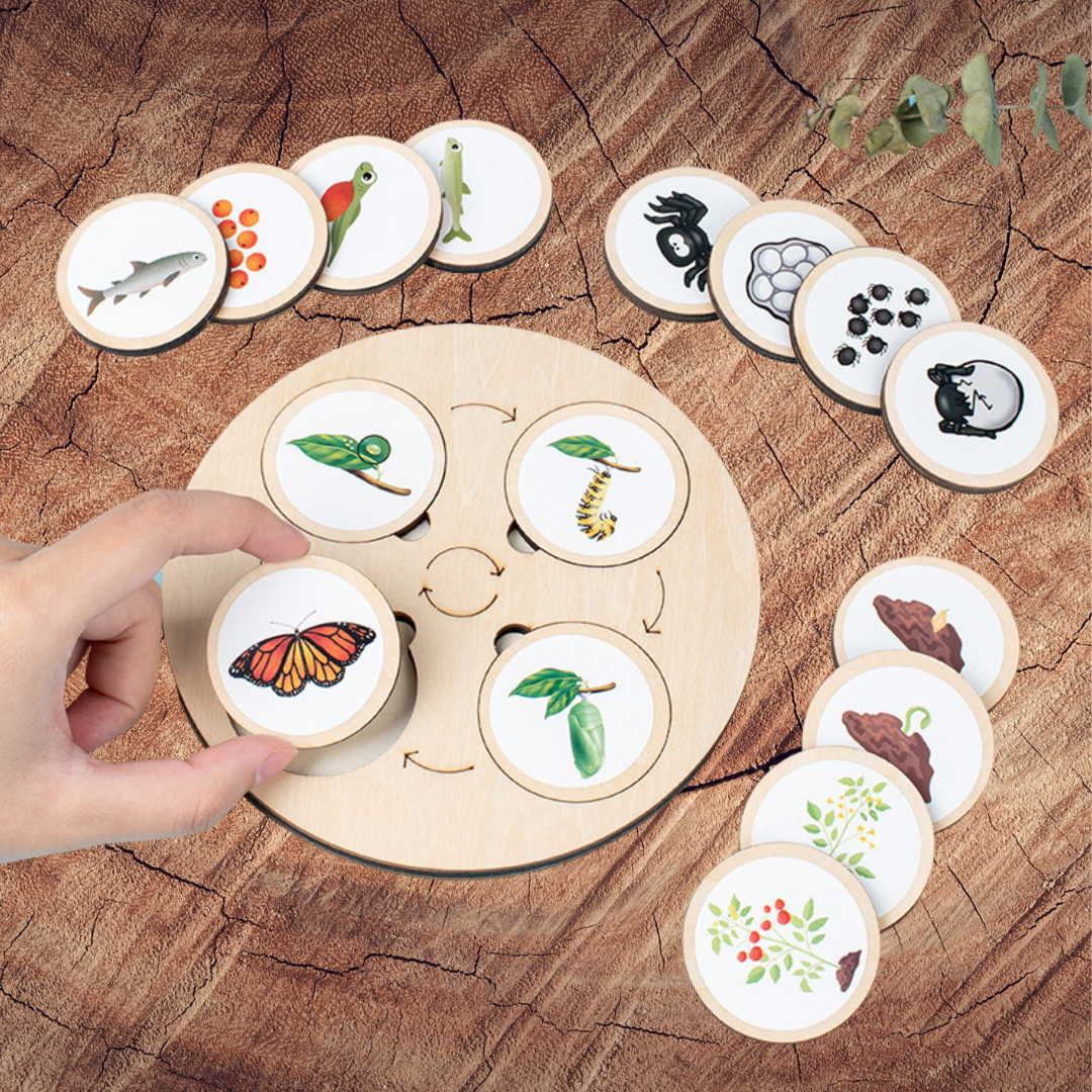 Montessori Toy Life Cycle Board 10 Animal, Chicken Turtle Butterfly Frog Life Cycle Learning Toy