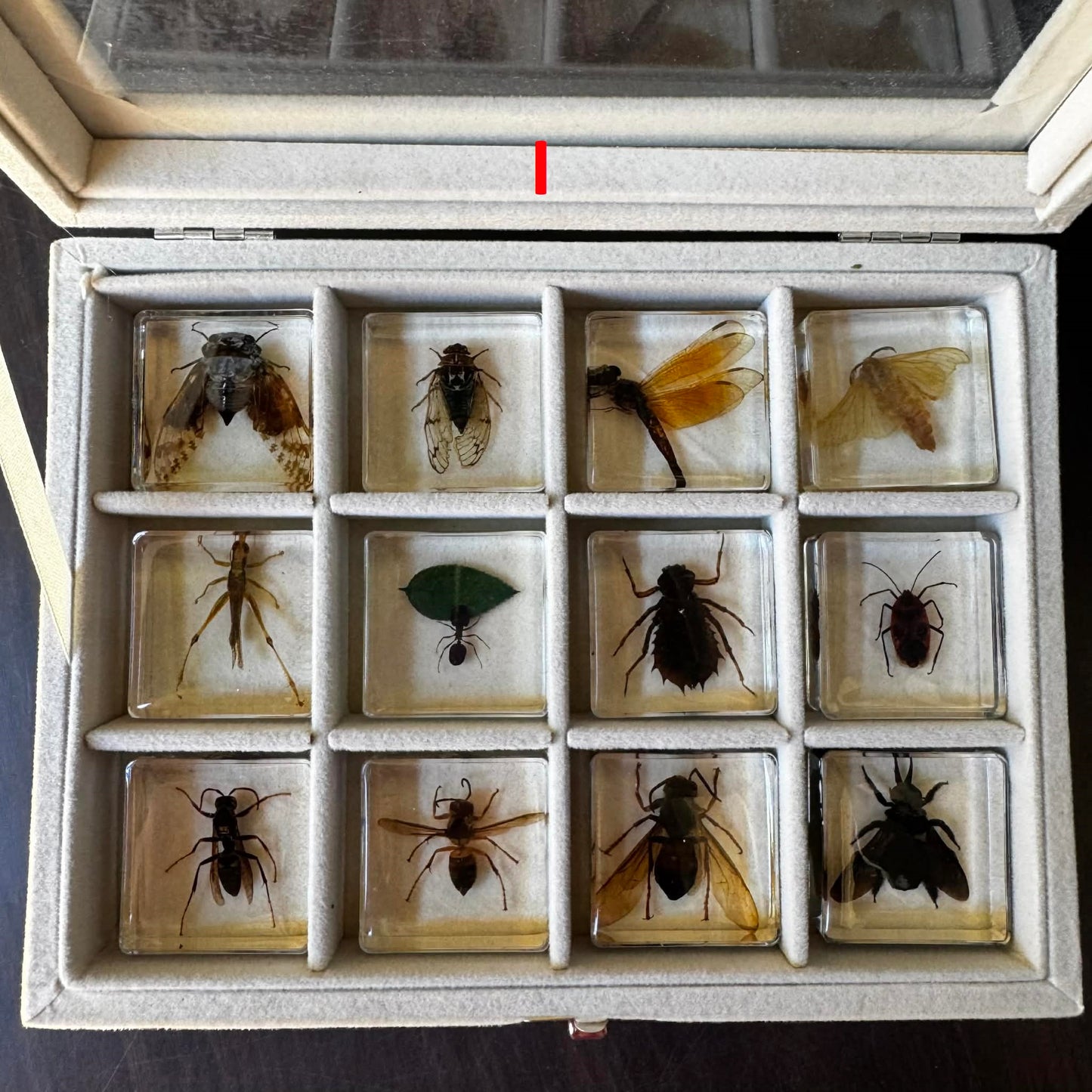 12 Animal Specimen Resin Epoxy Gift Set - HAPPY GUMNUT