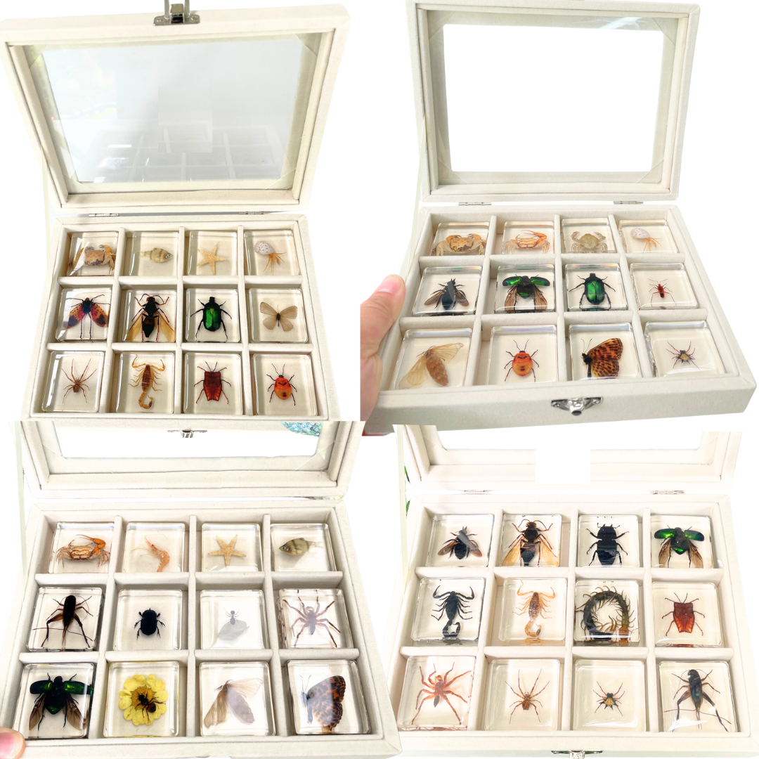 60 Real Animal Specimens in Resins Bundle with 5 display Boxes 60 Unique insect and animals.