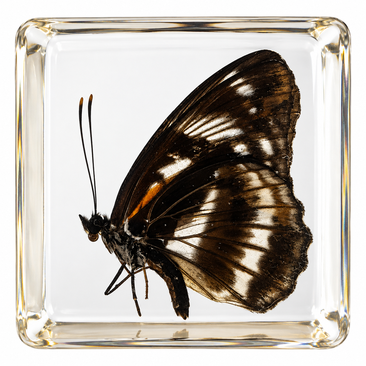 Real Butterfly Specimens in Clear Resin Blocks – Children Kids Nature & Science Learning Insect Toy Gift