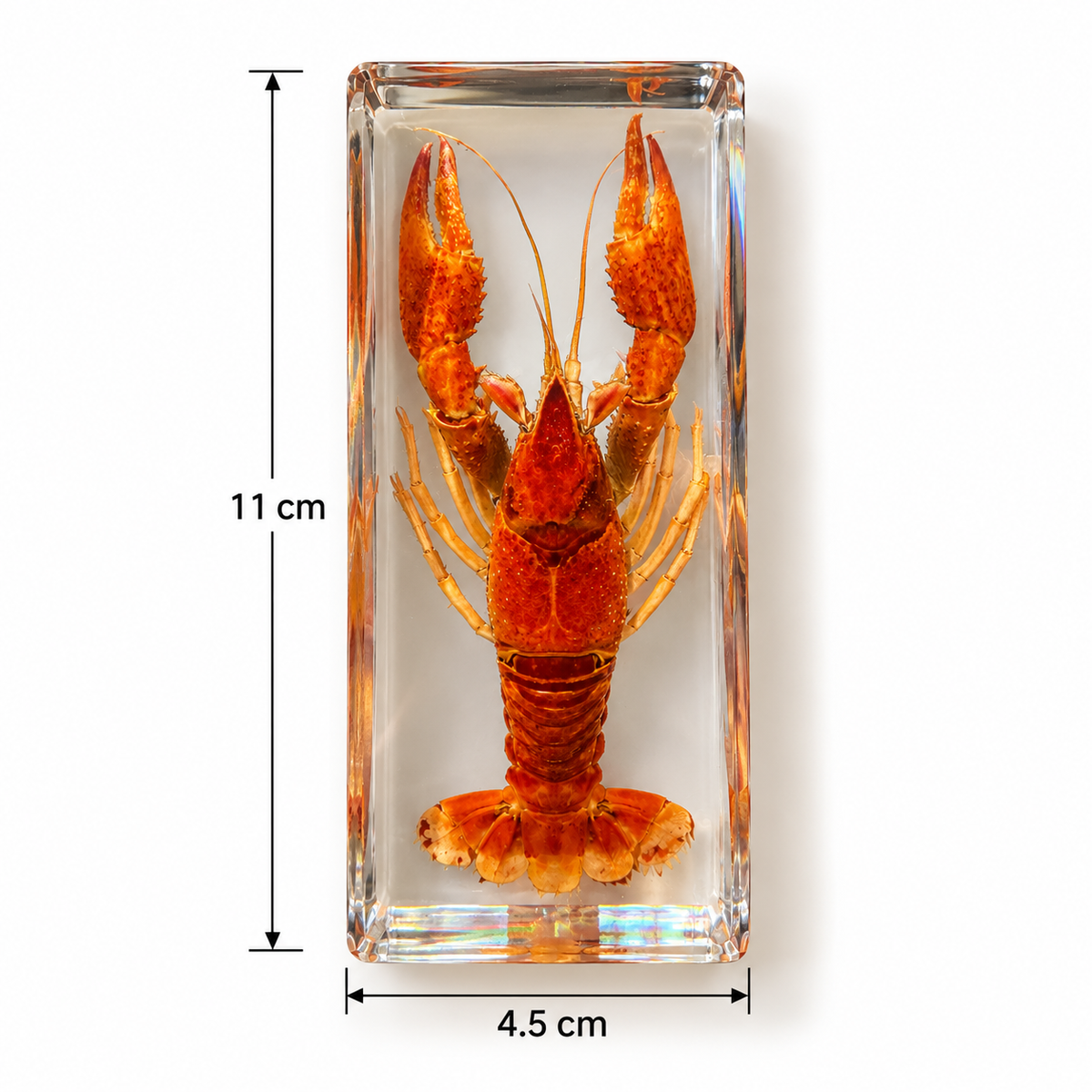 Real Animal Marine Life Specimen Kids Educational Toy Gift - HAPPY GUMNUT