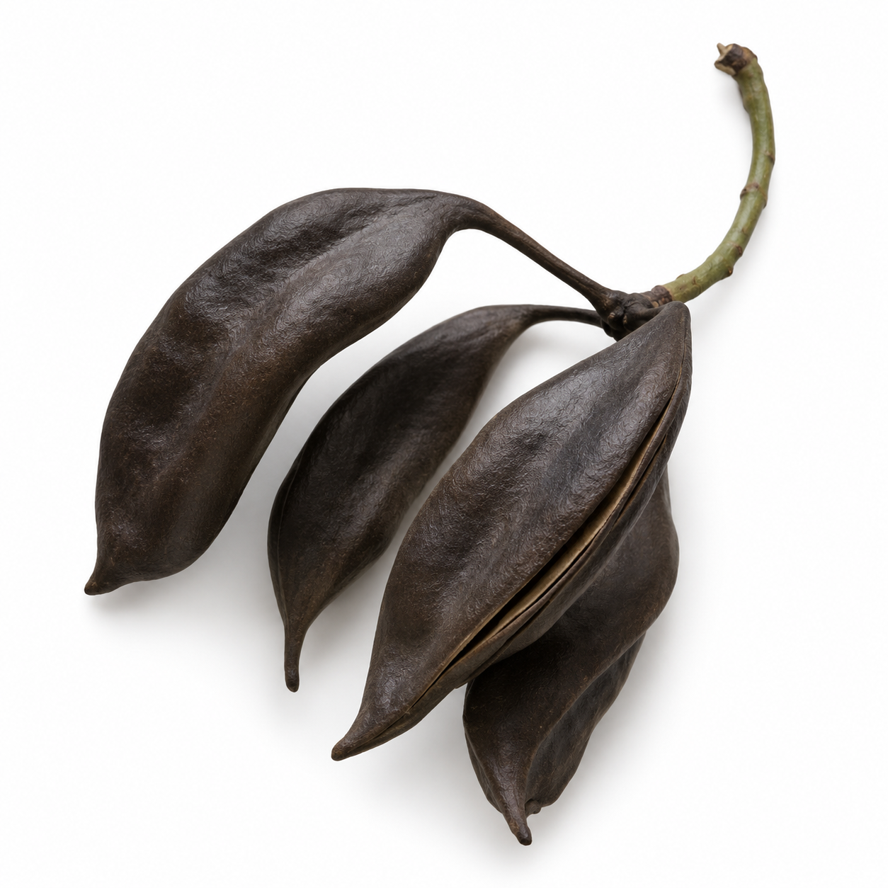Australian Seed Pod Collection - Natural Loose Parts Montessori & Childcare Resource banksia, gumnut, seeds, Pine corns for Loose part Play - HAPPY GUMNUT