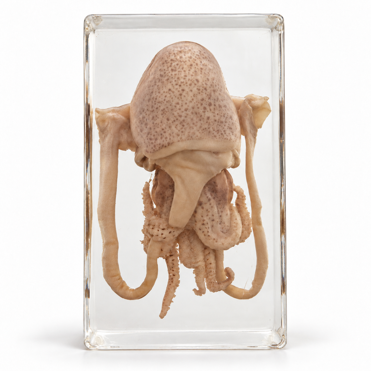 Real Animal Marine Life Specimen Kids Educational Toy Gift - HAPPY GUMNUT