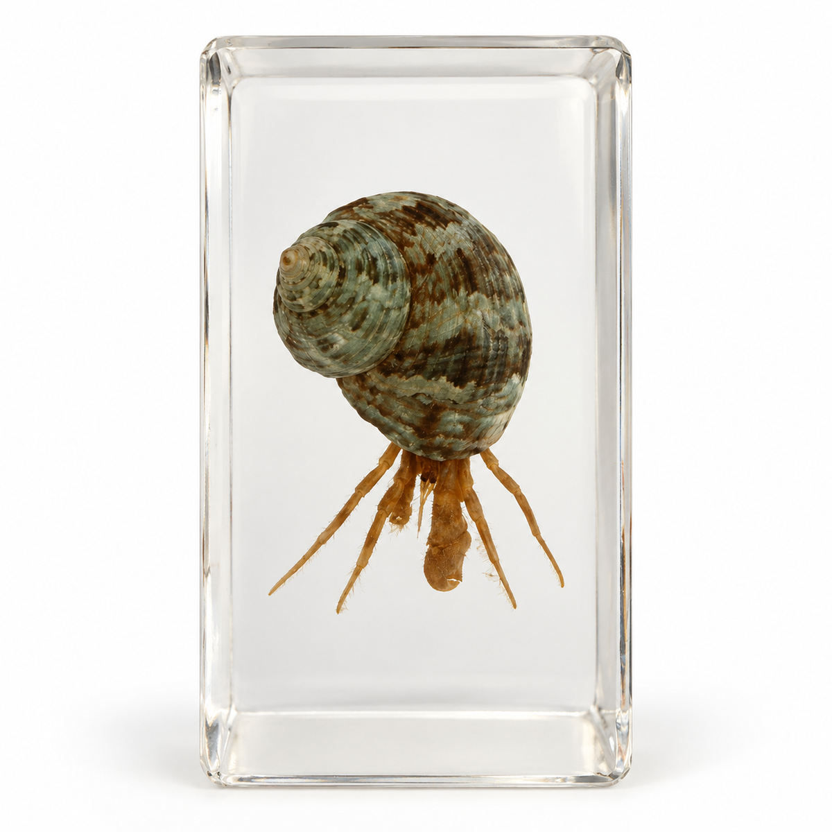 Real Animal Marine Life Specimen Kids Educational Toy Gift - HAPPY GUMNUT