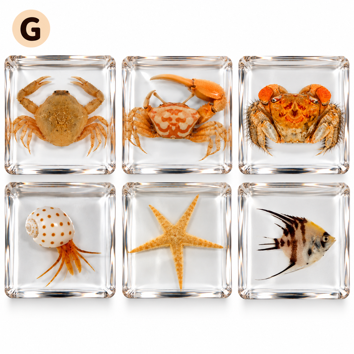 6 Real Specimen Set Children Exploring Science Learning Animals Gift Toy Set