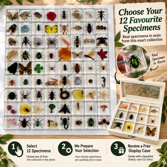 12 Real Bugs Insects Resin Blocks Animal Specimens Epoxy Butterfly Bee Spider Gift Set Collection Customize your 12! - HAPPY GUMNUT
