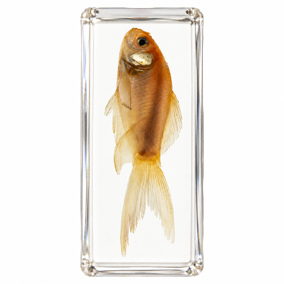 Real Animal Marine Life Specimen Kids Educational Toy Gift - HAPPY GUMNUT